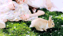 ☀ CHIFFON ENT. ꔫ banner