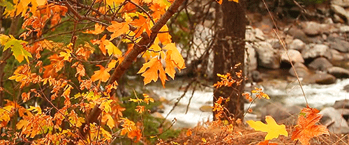 The Fallen Leaves Discord server banner