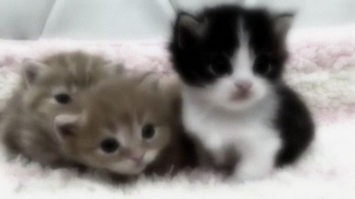 ⁀➷ kitty lounge Discord server banner