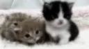⁀➷ kitty lounge banner