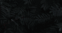 Darkness Pirates banner