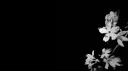 starz banner