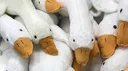 silly goose society server banner