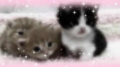 ݂ sω༷eet ݁ ݂ ρα༷ω ݁ 🐾 banner