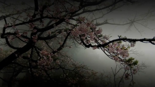 The Backyard Discord server banner