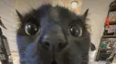 Tooth's Server banner