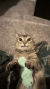 The Cat Cave server banner