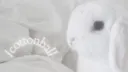 bunnies banner