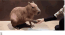 Capybara Shop Asa banner