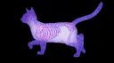 * ₊⋆*Special Cafe Discord server banner