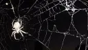 Spidey banner