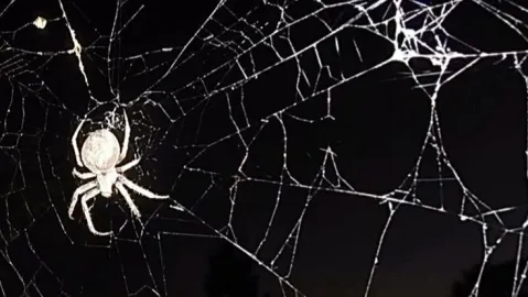 Spidey banner