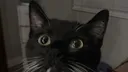 Katzenwald :) Discord server banner