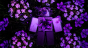 ┆ venatici。 server banner