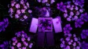 ┆ venatici。 server banner