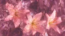 ‧₊˚ 𝑳𝒖𝒏𝒊𝒗𝒆 💕 ‧₊ Discord server banner