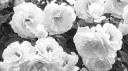 ִֶָ𓂃  ᏦᎥᏦᏦᎧ ࣪˖ ִֶָ🐇་༘࿐ᯓᡣ𐭩 banner