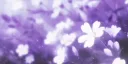 Контора Nisava banner