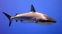 THE SHARK DEN Discord server banner