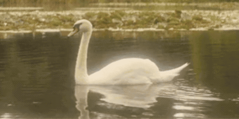 Musafir 🍁 | Chill • Social • Active • Sfw • Music • Gaming • Vc • Anime Discord server banner