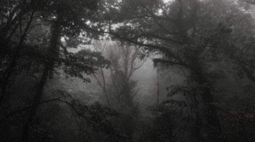 𝓢𝓪𝓯𝓮 𝓗𝓪𝓿𝓮𝓷 Discord server banner