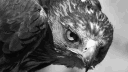 Mentalitê Wieder banner