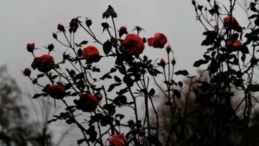 ꒰ა ☆⋆。❀ႵႹიჁႶა❀。⋆☆ ໒꒱ Discord server banner