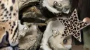 gal Discord server banner