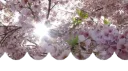 blo.ssm Discord server banner