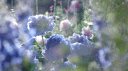 Miffyland! Discord server banner