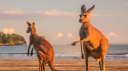 Australia OCE 🦘 Discord server banner