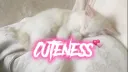 cuteness ฅ >⩊< ฅ banner