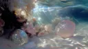 chudfart cove Discord server banner