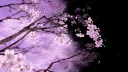 The Sakura Nexus 21+ server banner