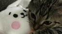 meowmeow lounge ┊ฅᨐฅ Discord server banner