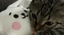 meowmeow lounge ┊ฅᨐฅ banner