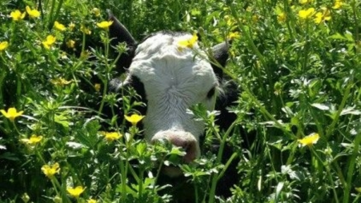 palcord Discord server banner