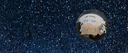 Boxfly Planet: BF&Co Banner