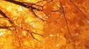 Vy Fan Community banner