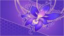 Project Iris Banner