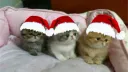 Cat Council XP Discord server banner