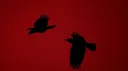 Sear banner