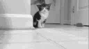 CATTO LANDO Discord server banner