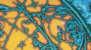 o1’s domain banner