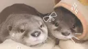 the otter baby club 🦦 banner