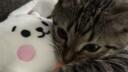 silly billy 18+ ᓚᘏ𑄝 Banner