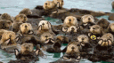 Otters Den banner