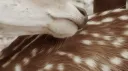 kiss Discord server banner