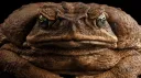Benis banner