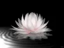 WaterLily’s ❥ banner